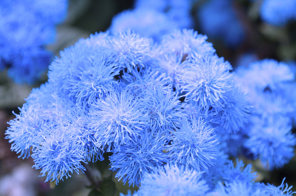 Cornflower Blue – Blue Ribbon – Royal Blue – Electric Violet – Blue Color  scheme