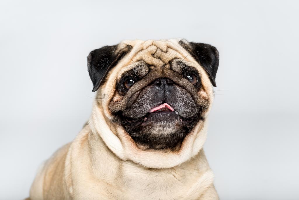 グレーの分離かわいいパグ犬のスタジオ撮影 ロイヤリティフリー写真 画像素材