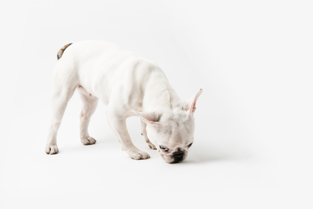 かわいいフレンチ ブルドッグ犬白で隔離の全長ビュー ロイヤリティフリー写真 画像素材