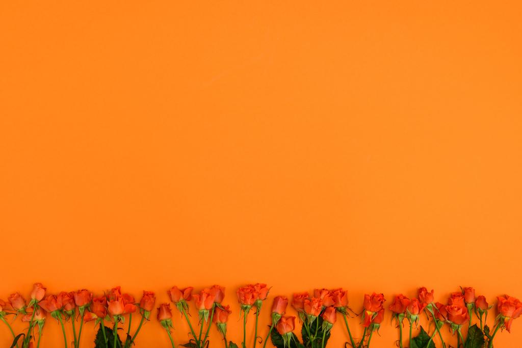 オレンジ色の背景の緑の葉とバラの美しい花 ロイヤリティフリー写真 画像素材