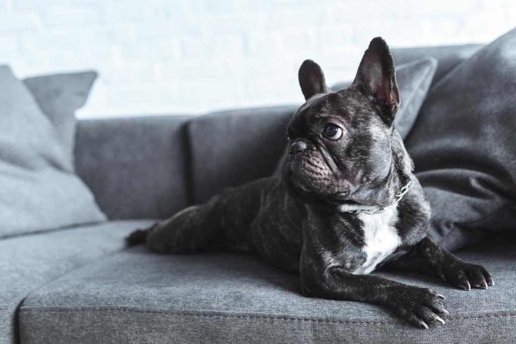 グレーのソファーに横になっている面白いフレンチイー犬 ロイヤリティフリー写真 画像素材