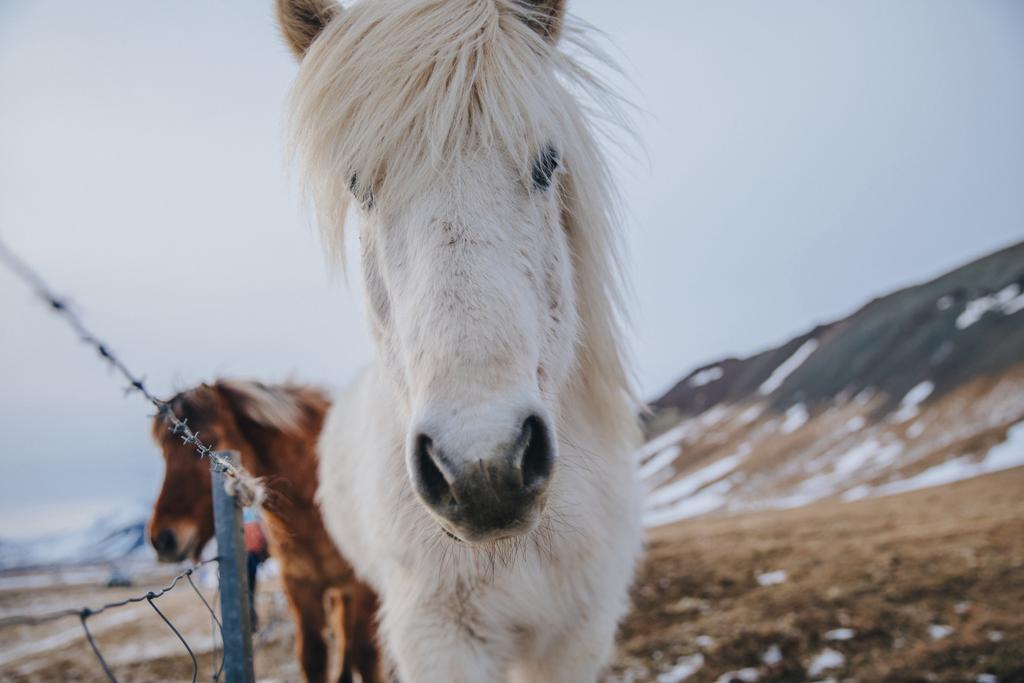 カメラ Snaefellsnes アイスランドを見て美しい白のアイスランドの馬のクローズ アップ ビュー ロイヤリティフリー写真 画像素材