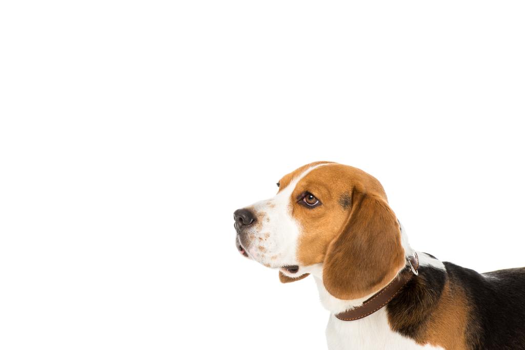 襟が白で隔離のかわいいビーグル犬の側面図 ロイヤリティフリー写真 画像素材
