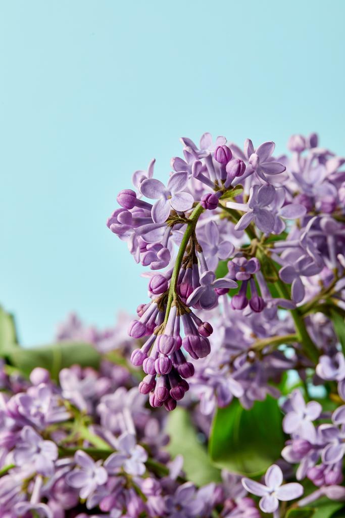 青に分離美しい香りのよいライラック色の花のクローズ アップ撮影 ロイヤリティフリー写真 画像素材