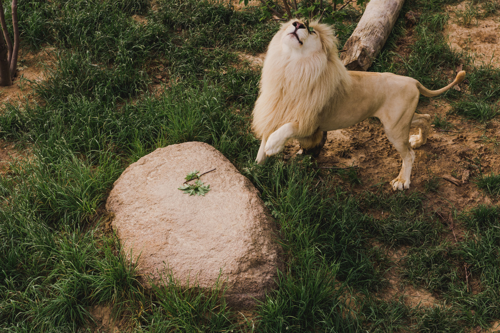 動物園で草の上に立って頭を持つライオンのハイアングル ロイヤリティフリー写真 画像素材