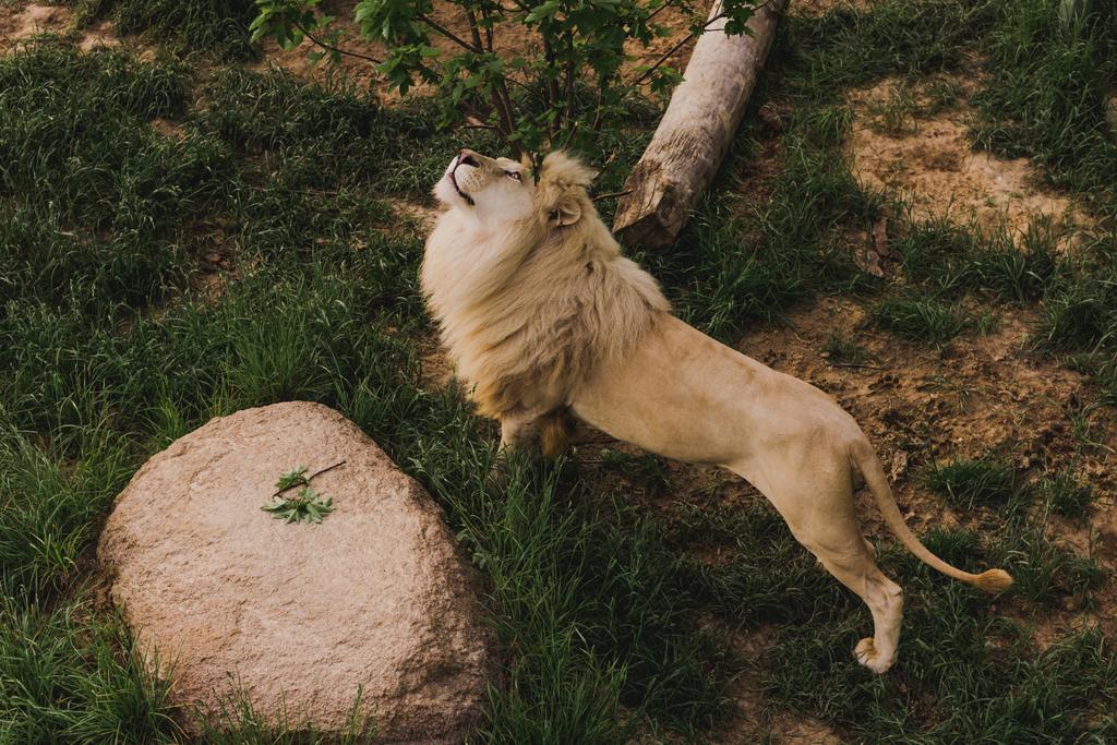 動物園で草に覆われた地面に伸びる美しいライオンのハイアングル ロイヤリティフリー写真 画像素材