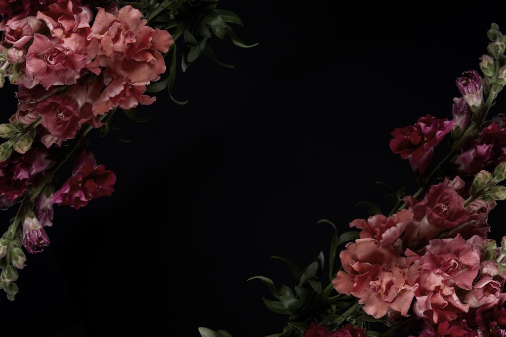 黒い背景に分離された芽の美しい優しいピンク グラジオラス花 ロイヤリティフリー写真 画像素材