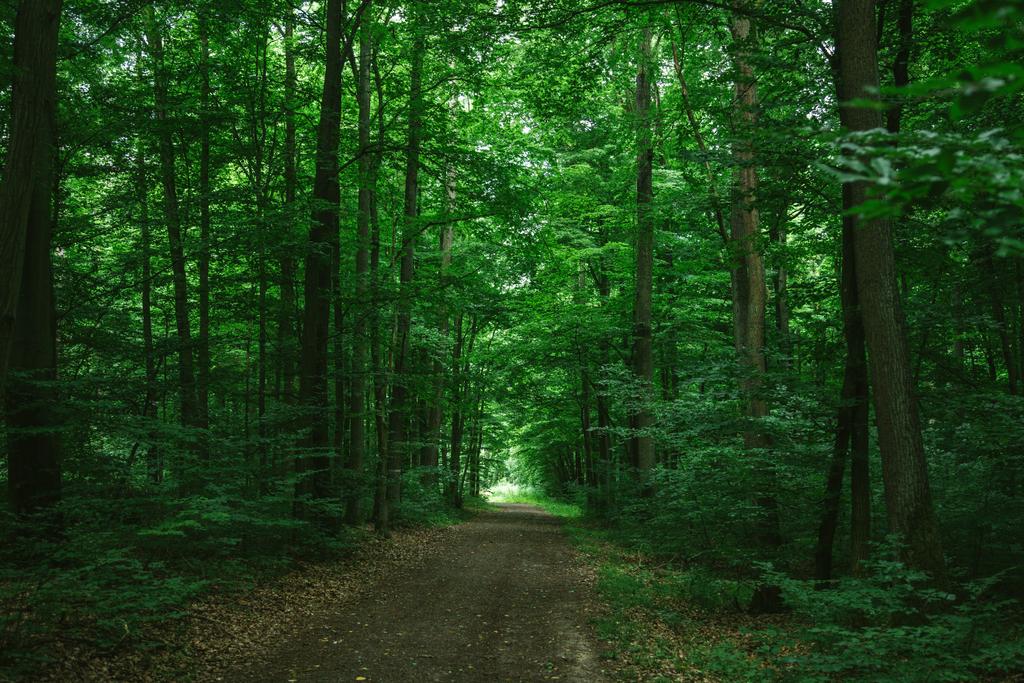 ドイツ ヴュルツブルクの緑の暗い森林のパス ロイヤリティフリー写真 画像素材