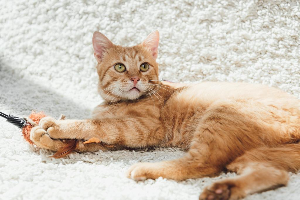 見上げると白いじゅうたんの上に横たわる美しい毛皮のような生姜猫 ロイヤリティフリー写真 画像素材