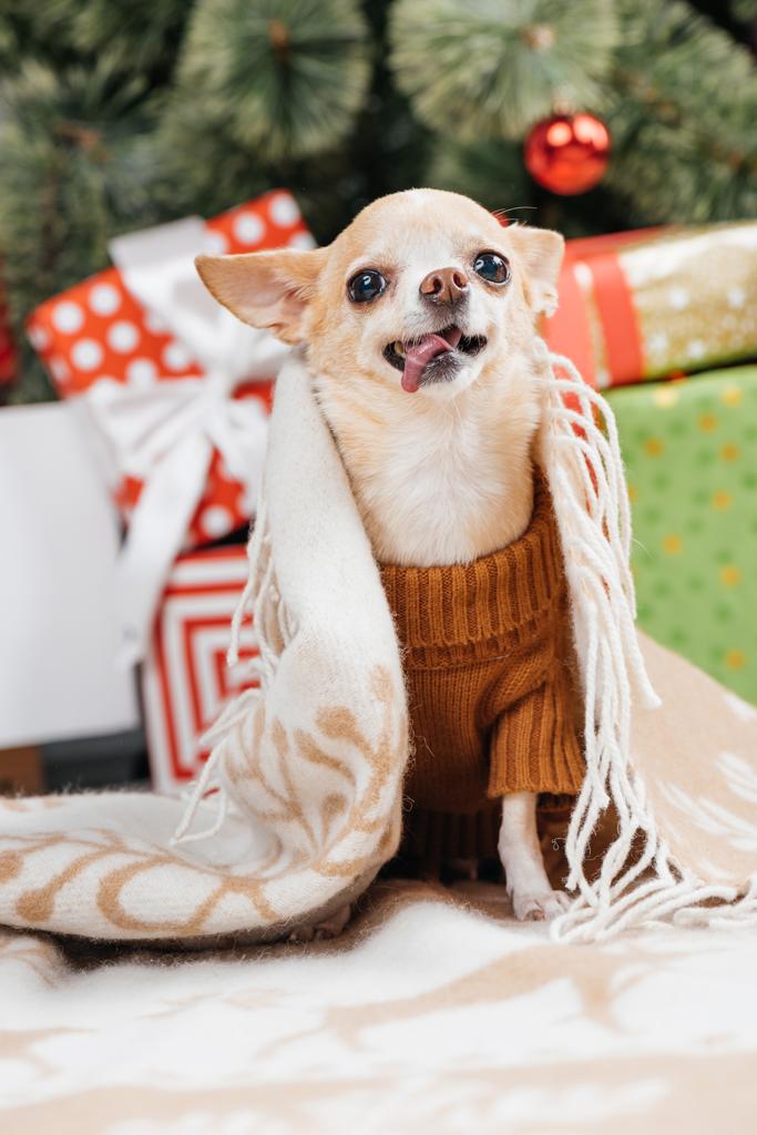 背景にクリスマス プレゼントのブランケットで愛らしい小さなチワワ犬のビューをクローズ アップ ロイヤリティフリー写真 画像素材