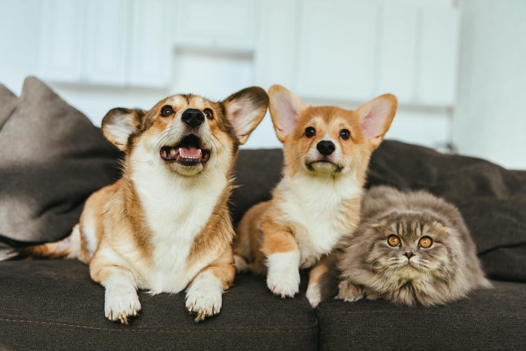愛らしいコーギー犬と自宅のソファの上のイギリスの長髪の猫の選択と集中 ロイヤリティフリー写真 画像素材