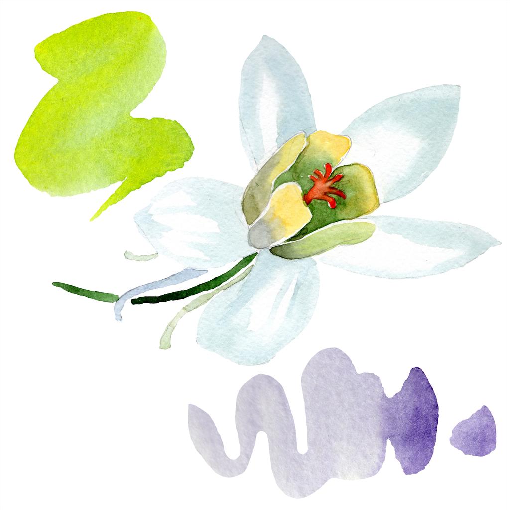 白いオダマキの花 美しい春ワイルドフラワーは 白で隔離 孤立したオダマキの図要素 水彩画背景イラスト ロイヤリティフリー写真 画像素材