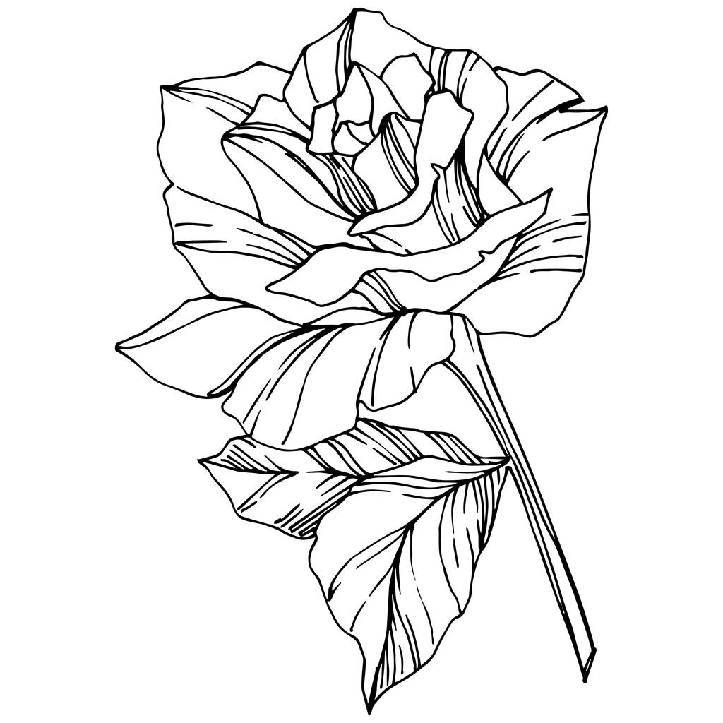 バラをベクトルします 花植物の花 刻まれたインク アート 分離のバラ図要素 白で隔離美しい春ワイルドフラワー ロイヤリティフリーのベクター グラフィック画像