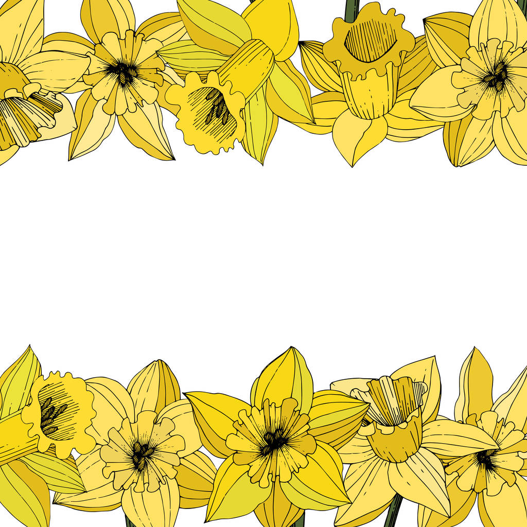Vector Narcissus flowers. Yellow engraved ink art. Border floral ornament on white background.