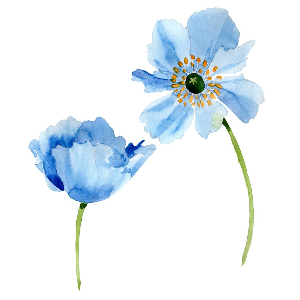 美しいブルーのけしの花は白で隔離 水彩画背景イラスト 水彩ファッション Aquarelle 分離のポピーの花の図要素を描画 ロイヤリティフリー写真 画像素材