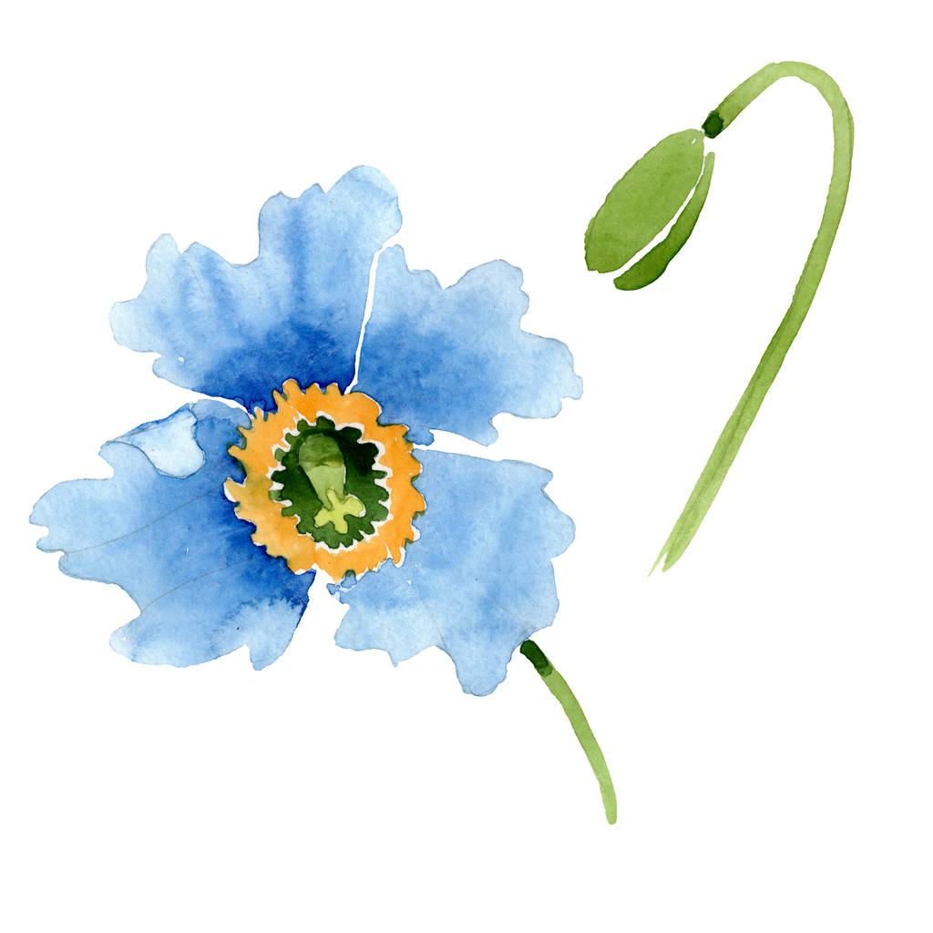 美しい青いケシの花と蕾の白で隔離 水彩画背景イラスト 水彩ファッション Aquarelle 分離ポピー イラスト要素を描画 ロイヤリティフリー写真 画像素材