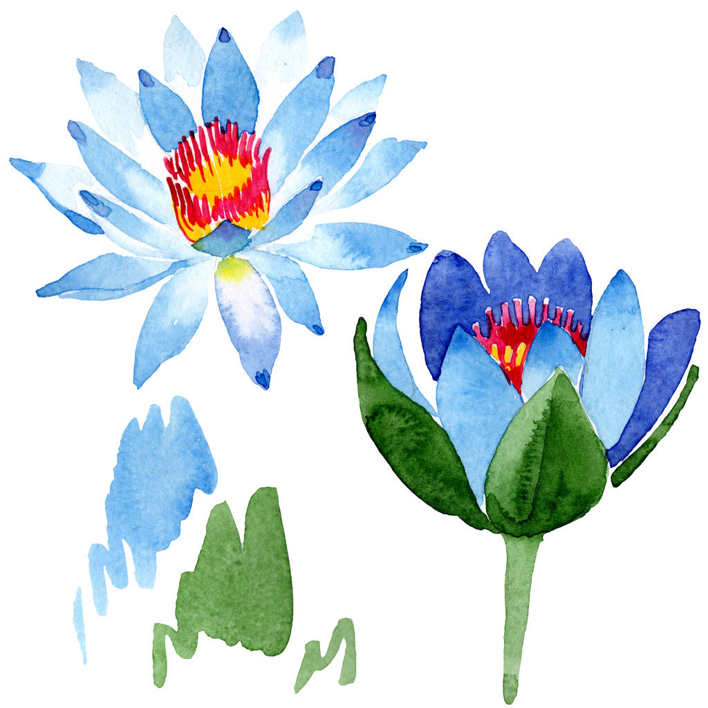 Beautiful Blue Lotus Flowers Isolated On White Watercolor Background Illustration Watercolour Drawing Fashion Aquarelle Isolated Lotus Flowers Illustration Element Free Stock Photo And Image