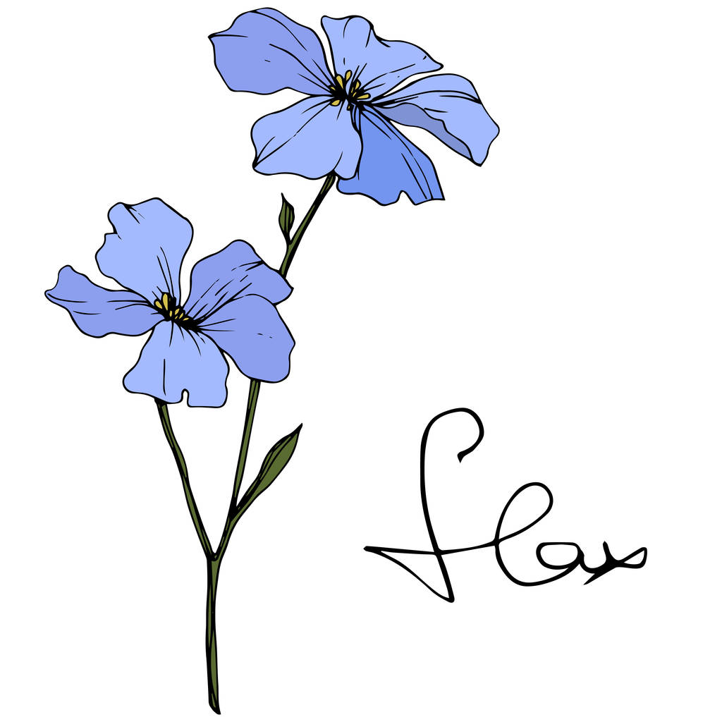 Beautiful blue flax flowers with green leaves isolated on white. Engraved ink art.