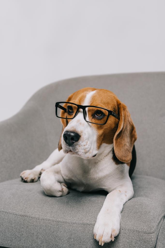 灰色の背景に分離されたメガネで横たわっているかわいいビーグル犬 ロイヤリティフリー写真 画像素材