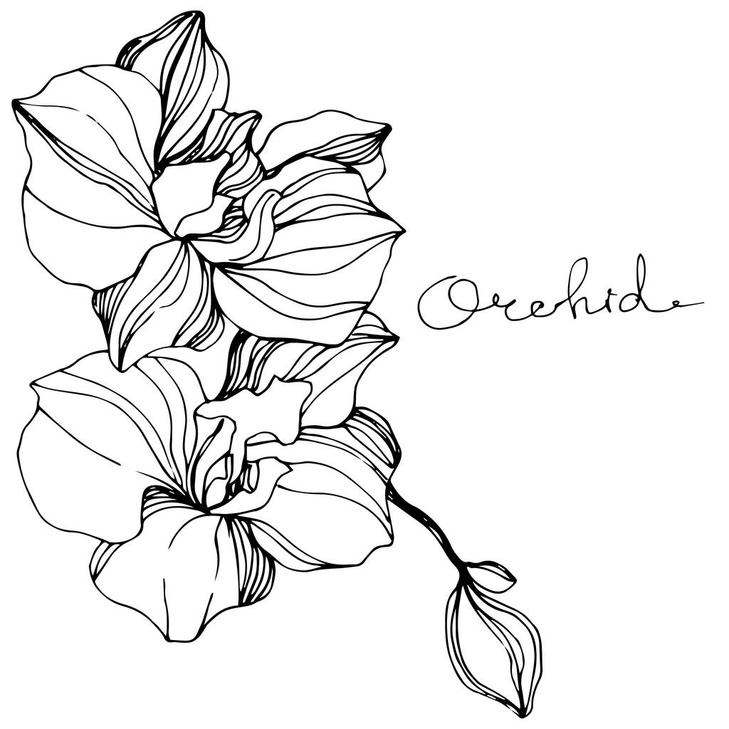 Vector Orchids. Wildflower isolated on white. Black and white engraved ink art with 'orchid' lettering