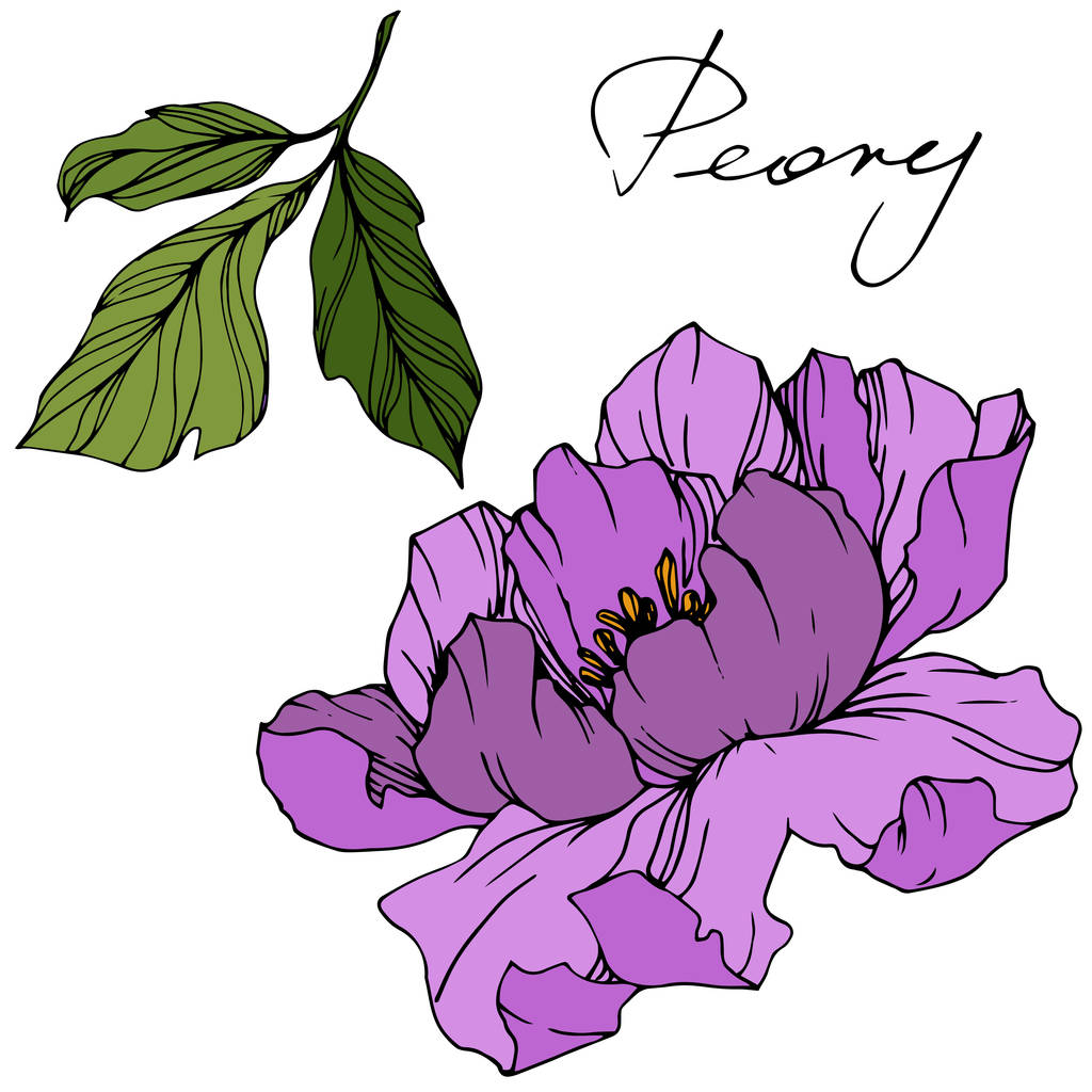 Vector purple peony. Wildflower isolated on white. Engraved ink art with 'peony' lettering