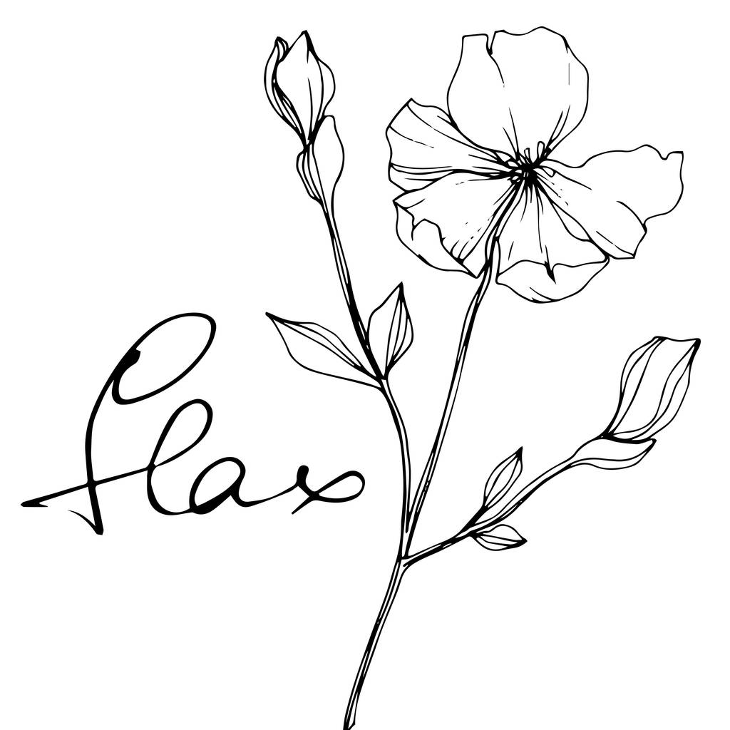ベクトル亜麻 野生の花が白で隔離 黒と白インク アートが刻まれた 亜麻 のレタリングロイヤリティフリーのベクターグラフィック画像