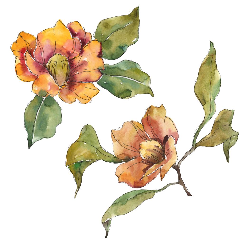 緑の葉とオレンジ色の椿の花を分離しました 水彩イラスト セット ロイヤリティフリー写真 画像素材