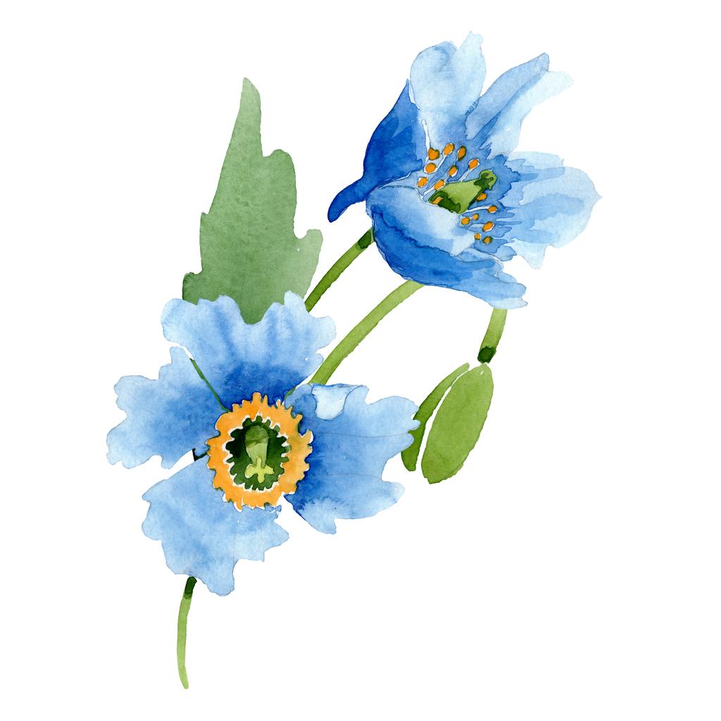 青いケシの花 葉 芽白で隔離 水彩イラスト セット ロイヤリティフリー写真 画像素材
