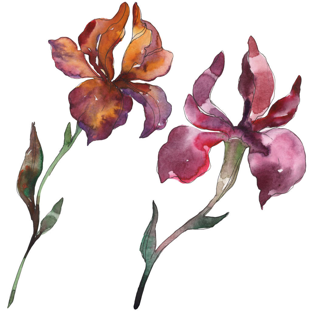 赤と紫のアヤメ 花植物の花 野生春葉のワイルドフラワーが分離されました 水彩画背景イラスト セット 水彩描画ファッション Aquarelle 孤立したアイリスの図要素 ロイヤリティフリー写真 画像素材
