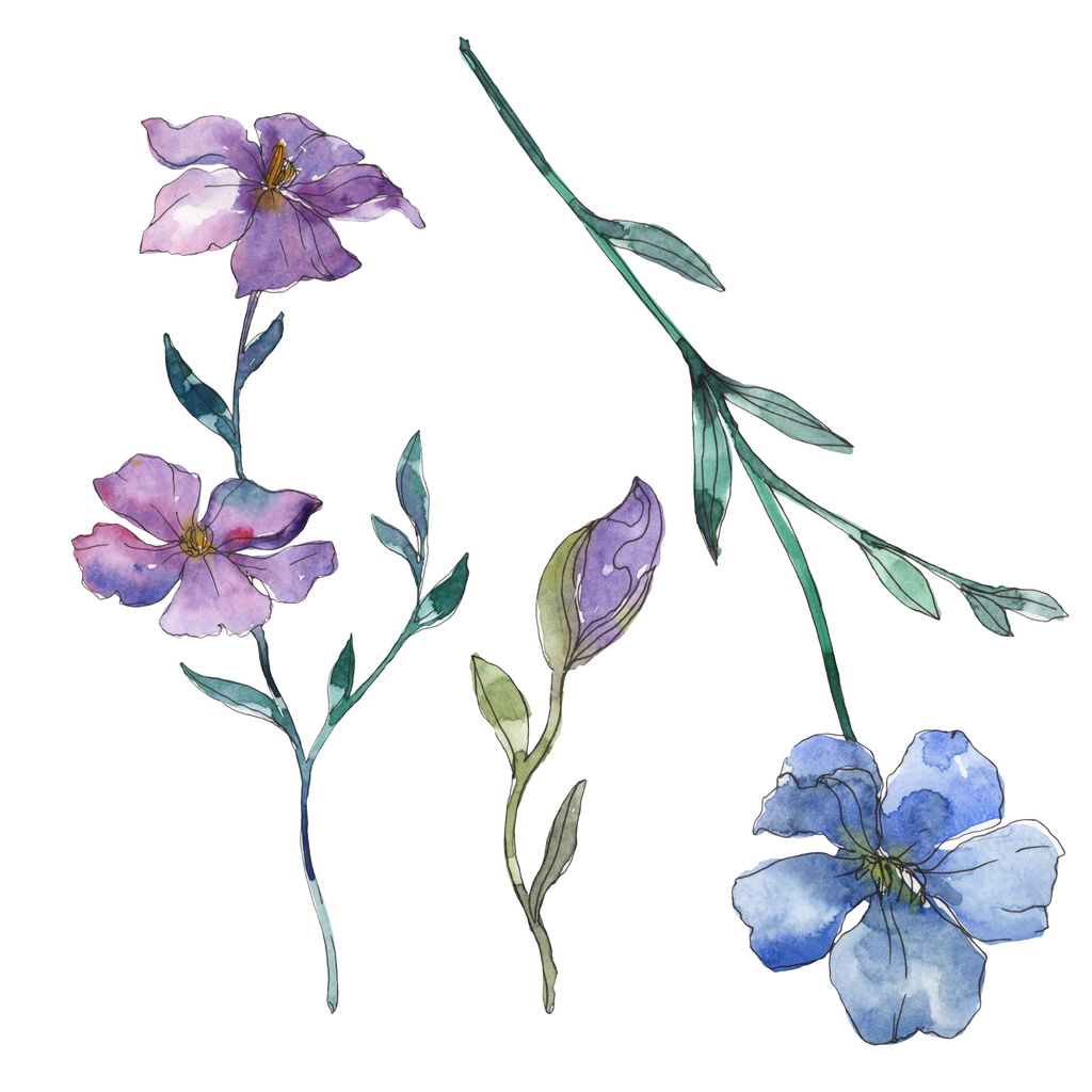 青と紫亜麻花植物の花 野生春葉のワイルドフラワーが分離されました 水彩画背景イラスト セット 水彩描画ファッション Aquarelle 孤立した亜麻の図要素 ロイヤリティフリー写真 画像素材