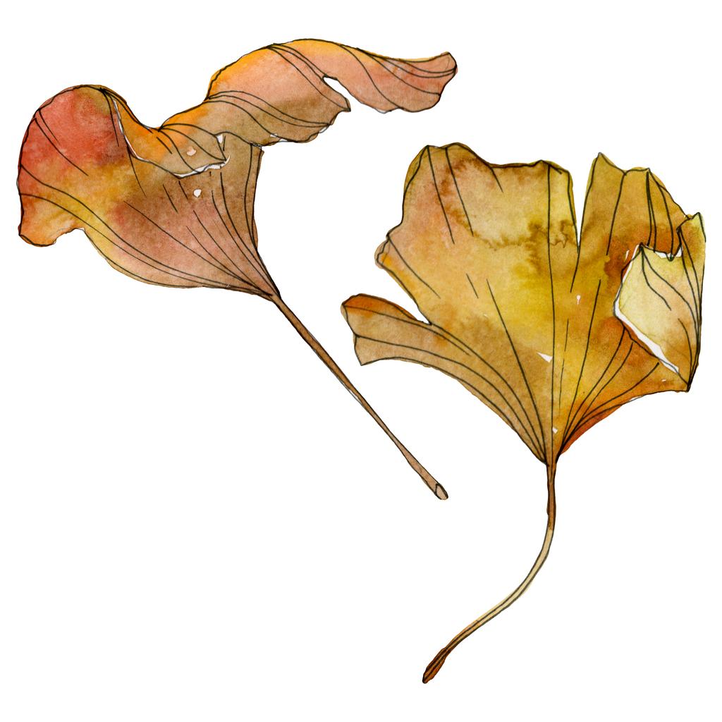 緑黄色いイチョウ葉 葉植物植物園紅葉 水彩画背景イラスト セット 水彩描画のファッション Aquarelle 分離します 孤立したイチョウの図要素 ロイヤリティフリー写真 画像素材