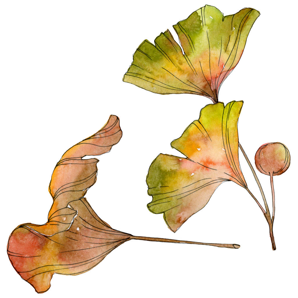緑黄色いイチョウ葉 葉植物植物園紅葉 水彩画背景イラスト セット 水彩描画のファッション Aquarelle 分離します 孤立したイチョウの図要素 ロイヤリティフリー写真 画像素材