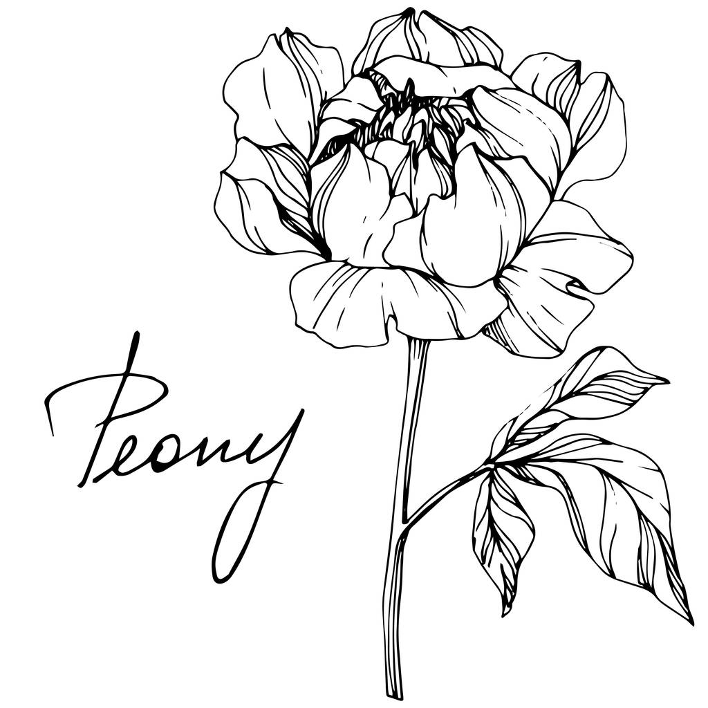 ベクトル分離白黒牡丹の花スケッチと白い背景の手書きレタリング 刻まれたインク アート ロイヤリティフリーのベクターグラフィック画像
