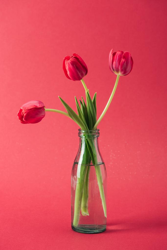 赤い背景の上に透明なガラス花瓶の赤いチューリップの花束 ロイヤリティフリー写真 画像素材