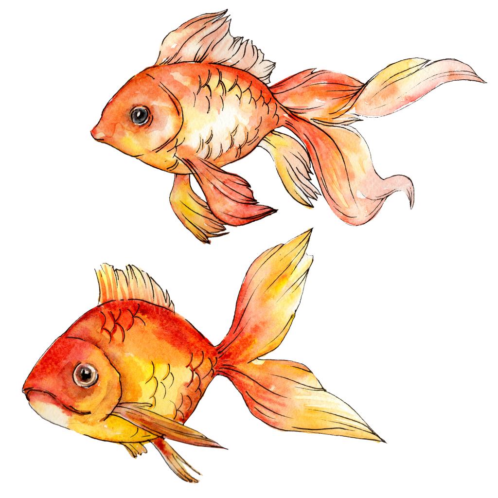 Красочный Золотая рыбка акварелью