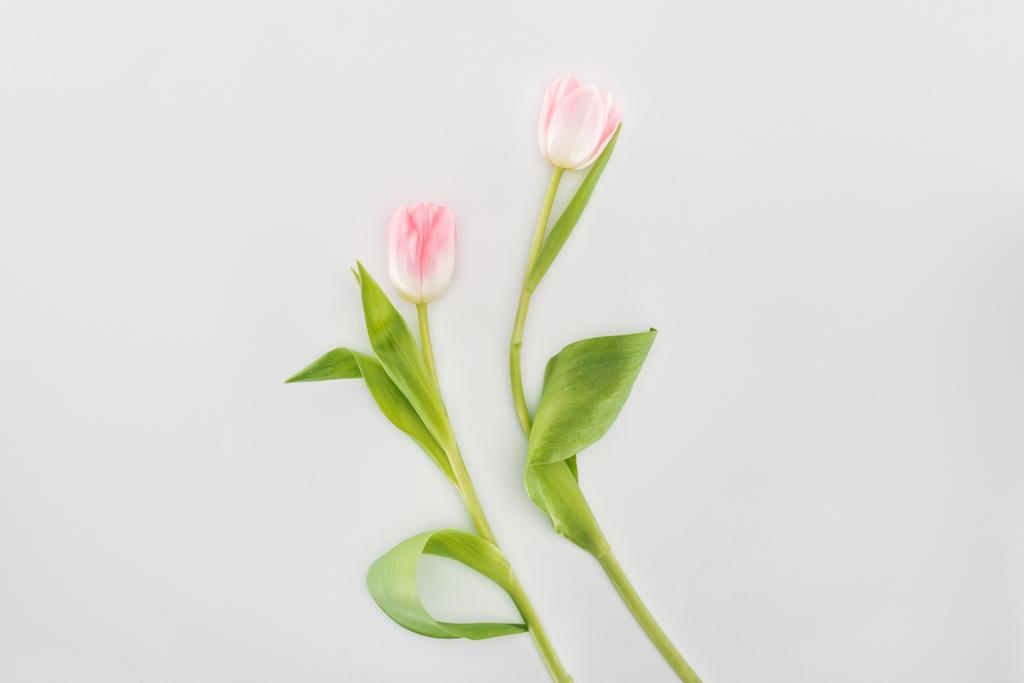 グレーに分離された 2 つのピンクのチューリップ花のトップ ビュー ロイヤリティフリー写真 画像素材
