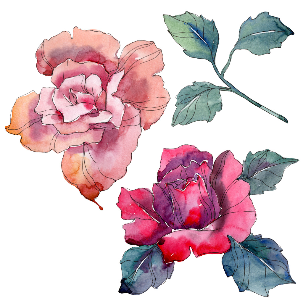 ピンクと赤花の植物の花に上昇しました 野生春葉のワイルドフラワーが分離されました 水彩画背景イラスト セット 水彩描画ファッション Aquarelle 分離のバラ図の要素 ロイヤリティフリー写真 画像素材