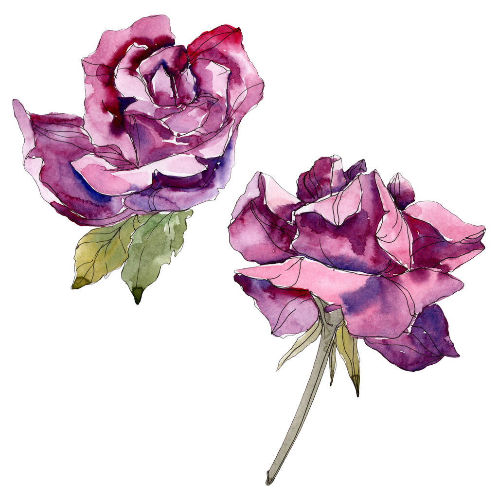 紫のバラ花植物花 野生春葉のワイルドフラワーが分離されました 水彩画背景イラスト セット 水彩描画ファッション Aquarelle 分離のバラ図の要素 ロイヤリティフリー写真 画像素材