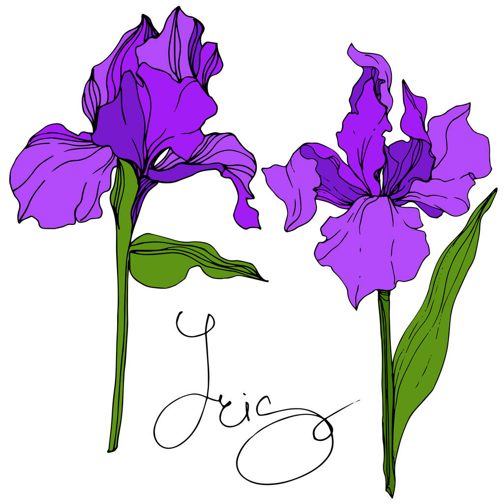 Vector Purple Iris floral botanical flower. Wild spring leaf wildflower isolated. Engraved ink art. Isolated iris illustration element.