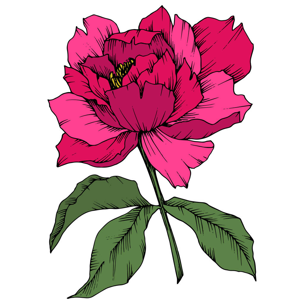 Vector Pink Peony floral botanical flower. Wild spring leaf wildflower isolated. Engraved ink art. Isolated peony illustration element on white background.