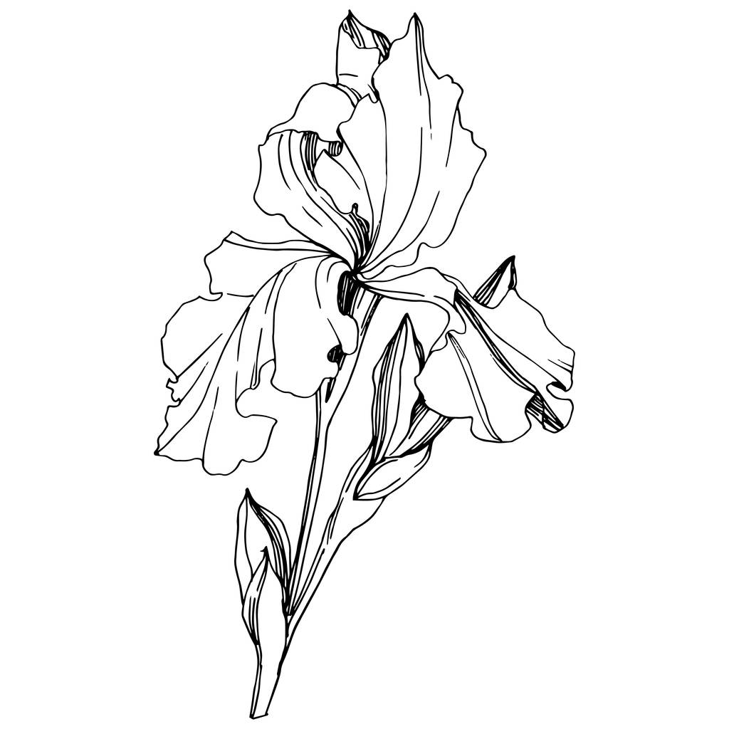 ベクトルアイリス花植物の花 野生の春の葉の野生の花を隔離 黒と白の刻まインクアート 白い背景に孤立した虹彩のイラスト 要素 ロイヤリティフリーのベクターグラフィック画像