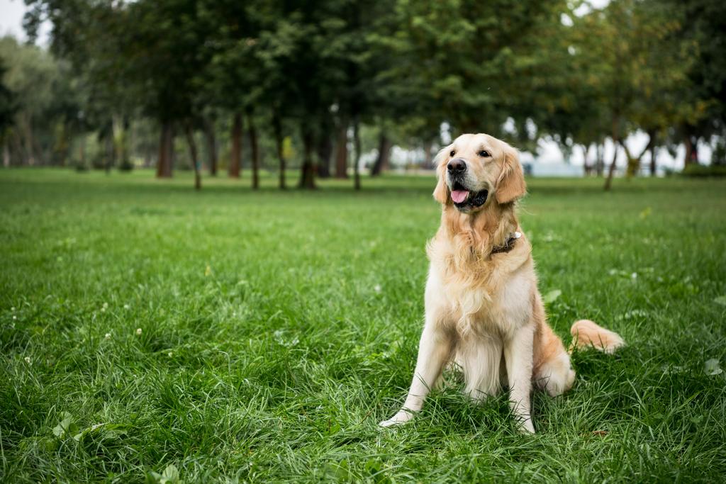 ゴールデンレトリーバー犬の公園の緑の芝生の上に座って ロイヤリティフリー写真 画像素材