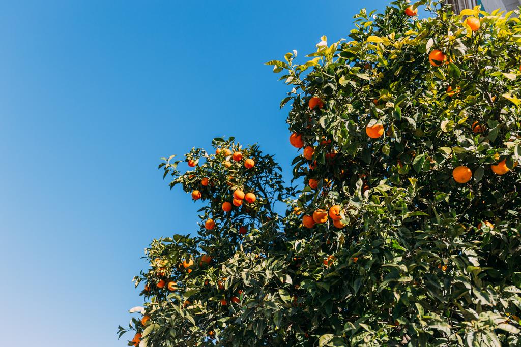青く澄んだ空の背景 バルセロナ スペインのオレンジと緑のオレンジの木 ロイヤリティフリー写真 画像素材