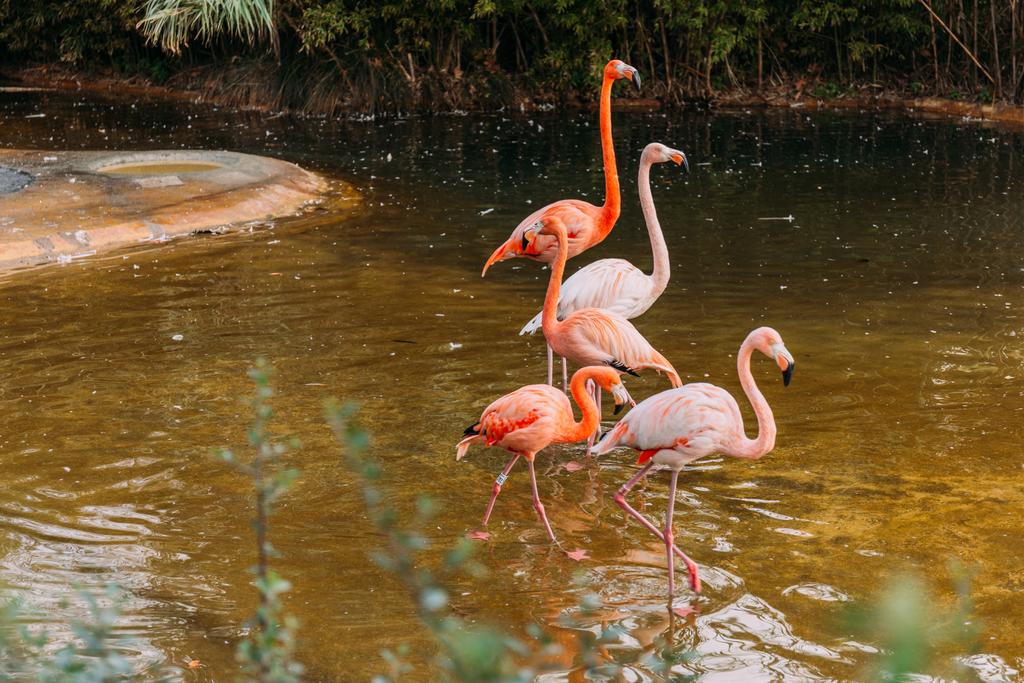 動物公園 バルセロナ スペインの池の中を歩くフラミンゴ ロイヤリティフリー写真 画像素材