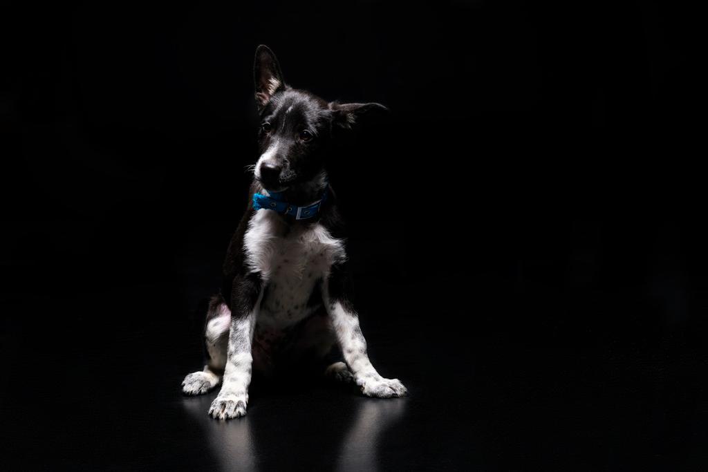 黒に分離された青い襟のかわいい犬 ロイヤリティフリー写真 画像素材
