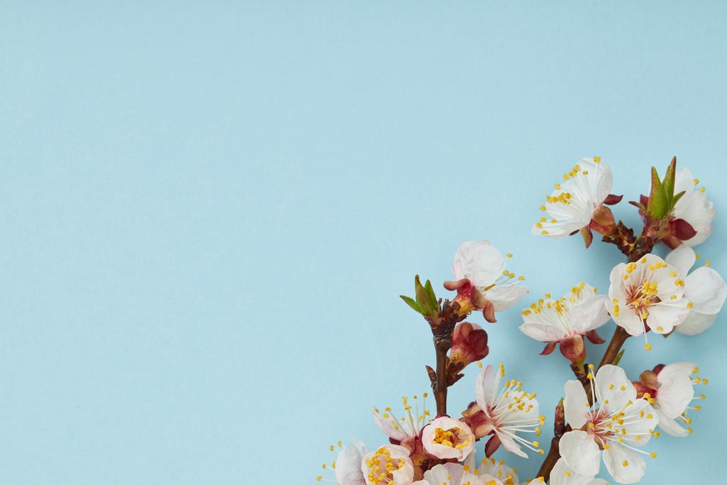 青い背景に咲く春の白い花と木の枝のクローズアップ ロイヤリティフリー写真 画像素材