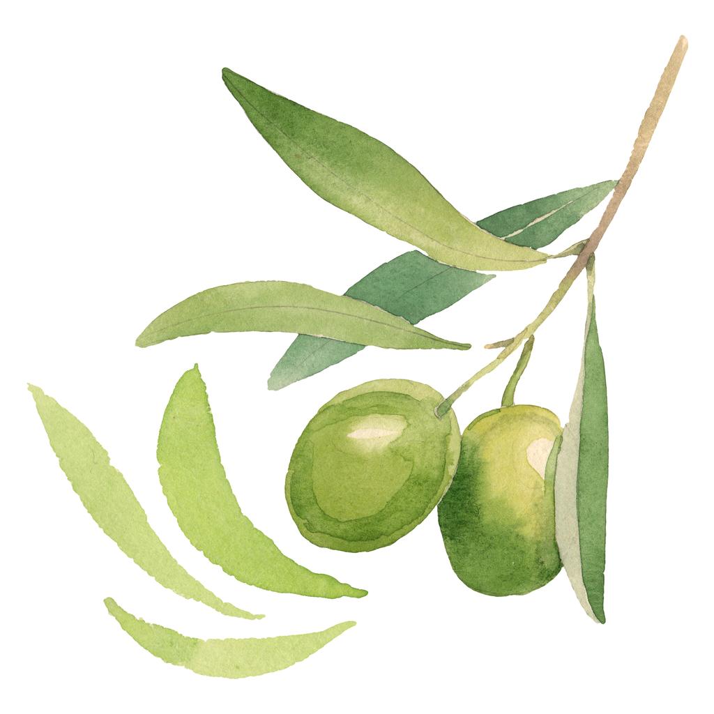 白い水彩画の背景イラスト要素に隔離された緑の葉を持つ新鮮なオリーブ ロイヤリティフリー写真 画像素材