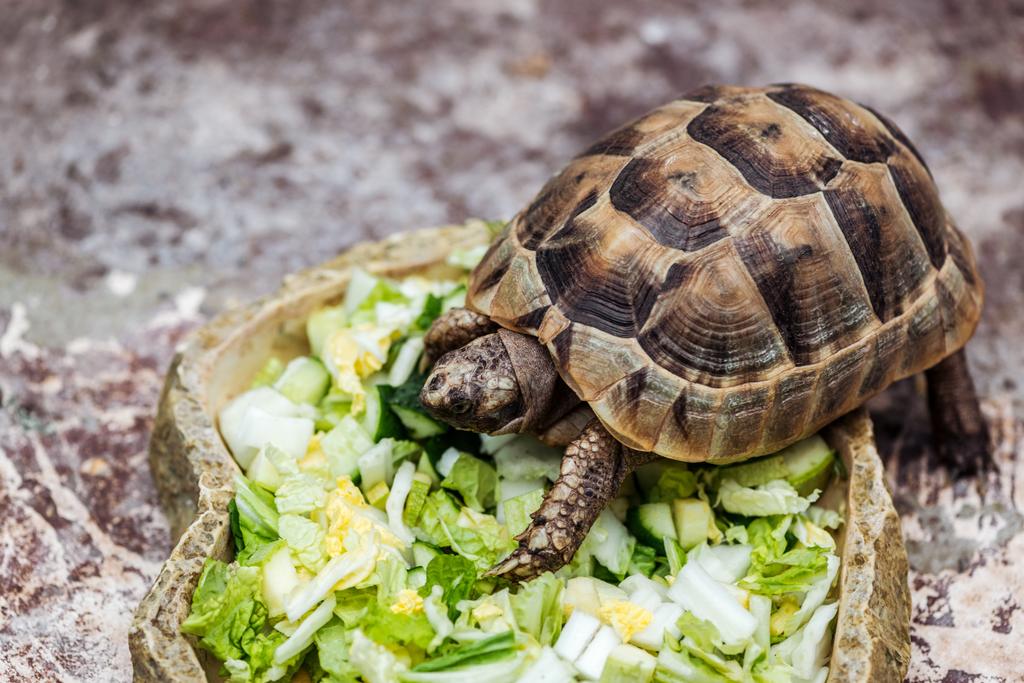 石のボウルで新鮮なスライス野菜を食べるかわいいカメ ロイヤリティフリー写真 画像素材