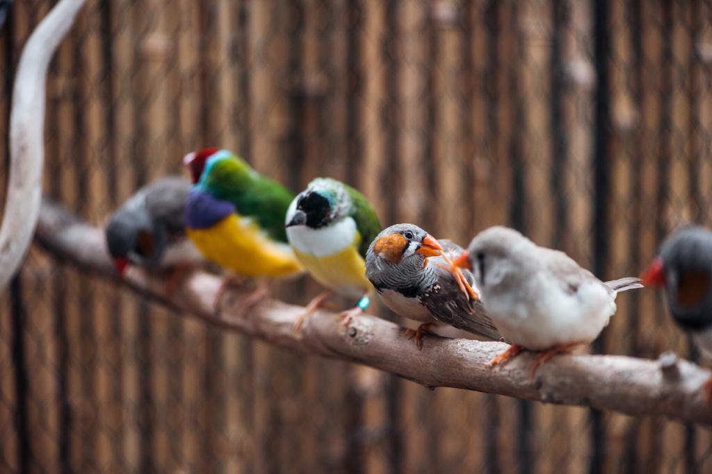 木製の枝にカラフルなエキゾチックな鳥の選択的な焦点 ロイヤリティフリー写真 画像素材