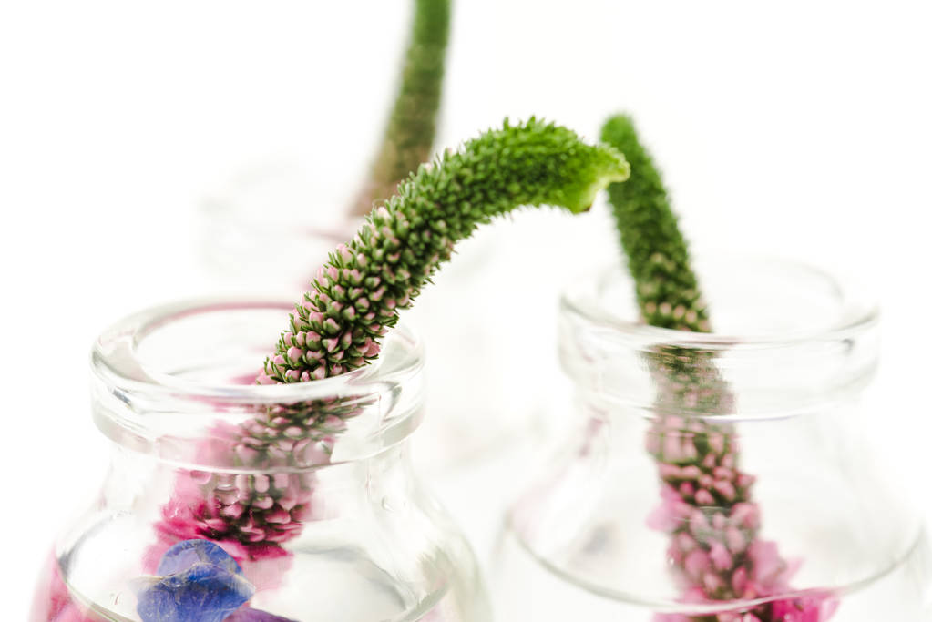 白で隔離されたベロニカの花を持つガラス瓶のクローズアップ ロイヤリティフリー写真 画像素材
